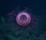 meduse Meduse feu d'artifice