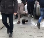 escalator Un chat en mode rien à foutre