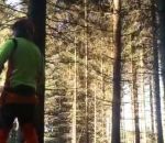 arbre tronconneuse chaine Effet domino dans une forêt