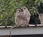 vervet Un maman singe retrouve son petit