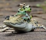 grenouille Taxi Crocodile