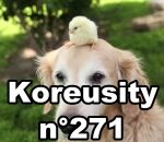 koreusity zapping 2018 Koreusity n°271