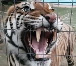 grognement Grognement d'un tigre