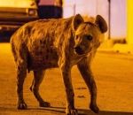 hyene Des hyènes envahissent une ville (Éthiopie)