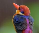 couleur oiseau Martin-pêcheur pourpré