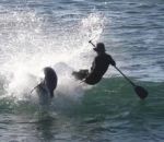 percuter vs dauphin Paddleboardeur vs Dauphin