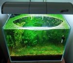 aquarium Un aquarium sans filtre, sans CO2 et sans fertilisant