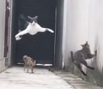 chat saut Un chat esquive d'autres chats