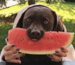 labrador Un chien mange de la pastèque