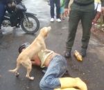 chien ivre Un chien protège son maître ivre et endormi dans une rue