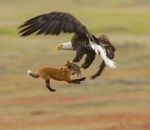 lapin Un rapace vole le repas d'un renard