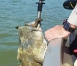 sauvetage Sauvetage d'un silure avec une tortue dans la gueule