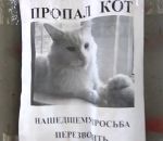 ukraine Illusion d'optique avec la photo d'un chat