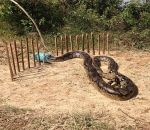 serpent Un piège à python