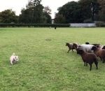 troupeau mouton Le pire chien de berger
