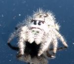 araignee sauteuse sympatique La Phidippus otiosus, une araignée sympathique 