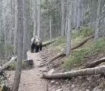 ours grizzly Des Australiens rencontrent un grizzly (Canada)