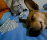 chat patte Un chien péteur corrigé par un chat