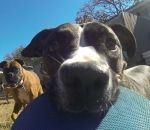 gopro Un chien vole une GoPro