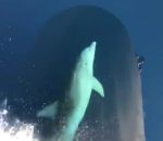 dauphin Un dauphin nage à la proue d'un bateau