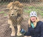 grognement Un lion fait peur à une journaliste