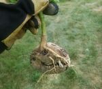 crane Les racines d'une plante ont poussé dans un crâne de raton laveur