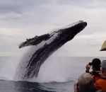 eau touriste Un baleine à bosse éclabousse un bateau de touristes (Australie)