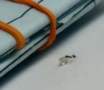 fourmi Une fourmi vole un diamant
