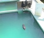 survol Un dauphin abandonné dans un parc zoologique (Japon)