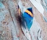 papillon Papillon en forme de feuille morte (Kallima inachus)