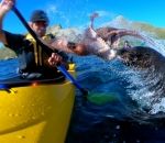 poulpe Un phoque gifle un kayakiste avec un poulpe