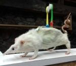 rat Une trousse en peau de rat