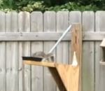 catapulte Catapulte à écureuil