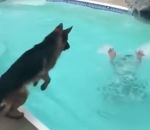 chien sauvetage Un chien sauve une fille dans une piscine