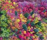 arbre foret Couleurs d'automne (Utah)