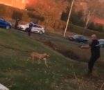 errant Un chien abattu par un policier (Isère)