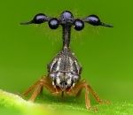 insecte La pose de la cicadelle Bocydium