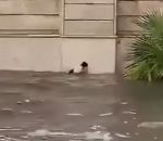 eau chat noyade Chat vs Inondation