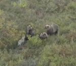 ours russie famille Un chien traine avec une famille d'ours (Russie)
