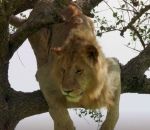bloque Un lion est bloqué dans un arbre