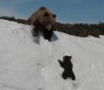 glisser Un ourson veut rejoindre sa maman sur une montagne enneigée