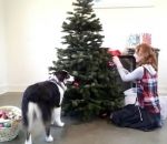 noel sapin decoration Un chien décore un sapin de Noël