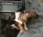 sauvetage Un chien sauve un chat de la noyade