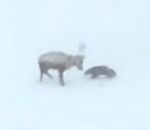 norvege Un glouton attaque un renne (Norvège)