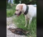 bluff Un labrador à la chasse aux canards