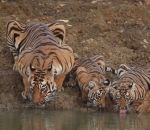 famille petit Maman tigre et ses 3 enfants se désaltèrent