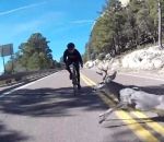 velo descente Un chevreuil fait chuter un cycliste (Arizona)