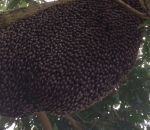 abeille nid defense Ondulations défensives des abeilles géantes