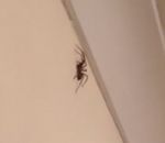 araignee mur Tuer une araignée avec une fléchette