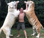 tigre Donner le biberon à deux gros bébés tigres